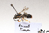  (Halictus gruenwaldti - BCA1421)  @11 [ ] CC-BY-NC (2022) ARTHROPOLOGIA ARTHROPOLOGIA