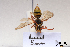  ( - BCA1423)  @11 [ ] CC-BY-NC (2022) ARTHROPOLOGIA ARTHROPOLOGIA