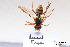  ( - BCA1428)  @11 [ ] CC-BY-NC (2022) ARTHROPOLOGIA ARTHROPOLOGIA