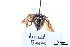  (Andrena asperrima - BCA1430)  @11 [ ] CC-BY-NC (2022) ARTHROPOLOGIA ARTHROPOLOGIA