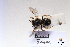  ( - BCA1437)  @11 [ ] CC-BY-NC (2022) ARTHROPOLOGIA ARTHROPOLOGIA