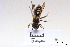  ( - BCA1439)  @11 [ ] CC-BY-NC (2022) ARTHROPOLOGIA ARTHROPOLOGIA
