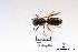  ( - BCA1439)  @11 [ ] CC-BY-NC (2022) ARTHROPOLOGIA ARTHROPOLOGIA