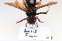  ( - BCA1441)  @11 [ ] CC-BY-NC (2022) ARTHROPOLOGIA ARTHROPOLOGIA