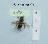  (Andrena agnata - BCA1480)  @11 [ ] CC-BY-NC (2022) INRAE INRAE