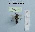  (Andrena espanola - BCA1537)  @11 [ ] CC-BY-NC (2022) INRAE INRAE
