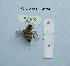  (Andrena simillima - BCA1553)  @11 [ ] CC-BY-NC (2022) INRAE INRAE
