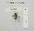  (Andrena saxonica - BCA1627)  @11 [ ] CC-BY-NC (2022) INRAE INRAE
