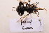  ( - BCA2185)  @11 [ ] CC-BY-NC (2023) ARTHROPOLOGIA ARTHROPOLOGIA