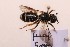  ( - BCA2189)  @11 [ ] CC-BY-NC (2023) ARTHROPOLOGIA ARTHROPOLOGIA