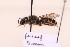  ( - BCA2189)  @11 [ ] CC-BY-NC (2023) ARTHROPOLOGIA ARTHROPOLOGIA
