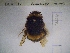  (Bombus gr. terrestris - BCA0017)  @11 [ ] CC-By (2021) INRAE INRAE