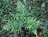  (Blechnum orientale - RBRL 11)  @11 [ ] CreativeCommons - Attribution Non-Commercial Share-Alike (2013) Smitha Hegde and Shaiesh Morajkar St. Aloysius College
