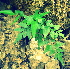  (Lindsaea heterophylla - RBRL 33)  @11 [ ] CreativeCommons - Attribution Non-Commercial Share-Alike (2013) Smitha Hegde and Shaiesh Morajkar St. Aloysius College