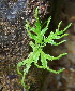  (Selaginella delicatula - RBRL 42)  @11 [ ] CreativeCommons - Attribution Non-Commercial Share-Alike (2013) Smitha Hegde and Shaiesh Morajkar St. Aloysius College