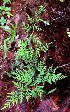  (Cheilanthes tenuifolia - RBRL 51)  @11 [ ] CreativeCommons - Attribution Non-Commercial Share-Alike (2013) Smitha Hegde and Shaiesh Morajkar St. Aloysius College