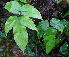  (Tectaria polymorpha - RBRL 09)  @11 [ ] CreativeCommons - Attribution Non-Commercial Share-Alike (2013) Smitha Hegde and Shaiesh Morajkar St. Aloysius College