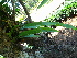  (Microsorum punctatum - RBRL 44)  @11 [ ] CreativeCommons - Attribution Share-Alike (2018) Shaiesh Morajkar St. Aloysius College