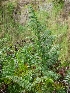  (Diplazium esculentum - RBRL 53)  @11 [ ] CreativeCommons - Attribution Share-Alike (2018) Shaiesh Morajkar St. Aloysius College