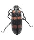  (Mylabris pustulata - COE02)  @13 [ ] Unspecified (default): All Rights Reserved  Unspecified Unspecified