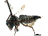  ( - 09805A02-ON)  @11 [ ] CreativeCommons - Attribution (2016) CBG Photography Group Centre for Biodiversity Genomics