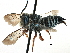  ( - 09805D09-VA)  @13 [ ] CreativeCommons - Attribution (2016) CBG Photography Group Centre for Biodiversity Genomics