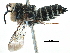  ( - 09803 B07-B.C.)  @11 [ ] CreativeCommons - Attribution (2016) CBG Photography Group Centre for Biodiversity Genomics