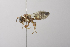  (Nomada gutierreziae - 14511D12-NM)  @13 [ ] Unspecified (default): All Rights Reserved  Unspecified Unspecified