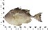  ( - COFKU11)  @11 [ ] nrr (2024) Dr. S. I. Yusufzai College of Fisheries Science, Kamdhenu University, Veraval
