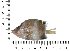  ( - COFKU17)  @11 [ ] nrr (2024) Dr. S. I. Yusufzai College of Fisheries Science, Kamdhenu University, Veraval
