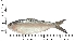  ( - COFKU24)  @11 [ ] nrr (2024) Dr. S. I. Yusufzai College of Fisheries Science, Kamdhenu University, Veraval