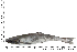  ( - COFKU32)  @11 [ ] nrr (2024) Dr. S. I. Yusufzai College of Fisheries Science, Kamdhenu University, Veraval