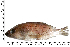  ( - COFKU39)  @11 [ ] nrr (2024) Dr. S. I. Yusufzai College of Fisheries Science, Kamdhenu University, Veraval