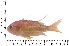  (Sacura boulengeri - COFKU40)  @11 [ ] nrr (2024) Dr. S. I. Yusufzai College of Fisheries Science, Kamdhenu University, Veraval
