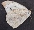  ( - JALa 1)  @11 [ ] Copyright (2017) Entopia Penang Butterfly Farm Unspecified