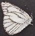  ( - JALi 2)  @11 [ ] Copyright (2017) Entopia Penang Butterfly Farm Unspecified