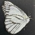 ( - JALi 3)  @11 [ ] Copyright (2017) Entopia Penang Butterfly Farm Unspecified