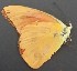  ( - JAN 1)  @11 [ ] Copyright (2017) Entopia Penang Butterfly Farm Unspecified