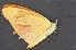  (Appias nero nero - JAN 3)  @11 [ ] Copyright (2017) Entopia Penang Butterfly Farm Unspecified