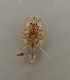  (Serolis - UNMDP-I 152.2)  @11 [ ] Unspecified (default): All Rights Reserved  Unspecified Unspecified