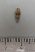  ( - UNMDP-I 296)  @11 [ ] Unspecified (default): All Rights Reserved  Unspecified Unspecified