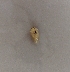  (Excirolana braziliensis - UNMDP-I 338.2)  @11 [ ] Unspecified (default): All Rights Reserved  Unspecified Unspecified