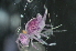  (Polykatianna sp - NZBI_001)  @11 [ ] Unspecified (default): All Rights Reserved  Unspecified Unspecified