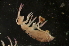  ( - NZADI_041)  @13 [ ] Unspecified (default): All Rights Reserved  Unspecified Unspecified