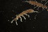  ( - NZADI_062)  @11 [ ] Copyright (2010) Unspecified South Australian Museum