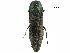  (Agrilus viridicaerulans rubi - BIOUG36551-D11)  @11 [ ] CreativeCommons - Attribution (2017) CBG Photography Group Centre for Biodiversity Genomics