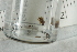  ( - 6623_14-116-07)  @11 [ ] CreativeCommons - Attribution  CBG Photography Group Centre for Biodiversity Genomics