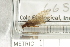  ( - 6651A_14-116-18)  @11 [ ] CreativeCommons - Attribution  CBG Photography Group Centre for Biodiversity Genomics