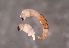  ( - MBC-161)  @11 [ ] No Rights Reserved (2021) Unspecified National Park Service, Central Alaska Network