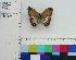  (Euptychoides griphe - BMC 4)  @11 [ ] CreativeCommons - Attribution Non-Commercial No Derivatives (2011) Sandra Uribe Universidad Nacional de Colombia